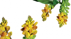 Polygalaceae