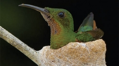 Oiseaux de Guyane