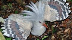 Oiseaux de Nouvelle-Calédonie