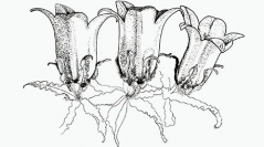 Atlas préliminaire des espèces végétales protégées du Dauphiné