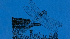 Utilisation des inventaires d'Invertébrés pour l'identification et la surveillance d'espaces de grand intérêt faunistique