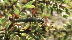 Insects of Mount Wilhelm