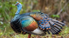 Exploring the history of turkey management and domestication