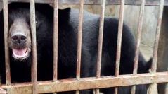 Animal trafficking and wildlife markets
