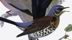 Bibliographie d'ornithologie française