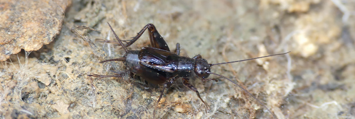Acoustique des sauterelles, grillons et courtilières de France, Belgique, Luxembourg et Suisse