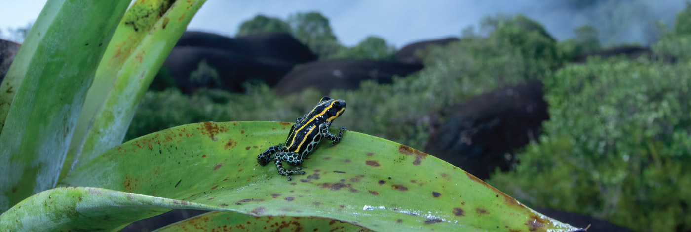 <div>Handbook of Amphibians of French Guiana</div>