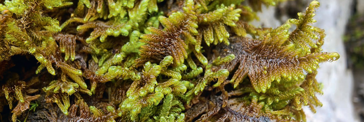 Les Bryophytes de France. Volume 2 : Pleurocarpes et Sphagnales